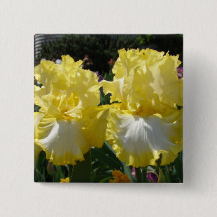 Gelbe Bartete Iris Iris Blume Button
