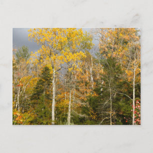 Gelbe Bäume in New Hampshire Postkarte