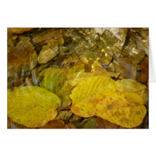 Gelbe Birkenblätter im Bach