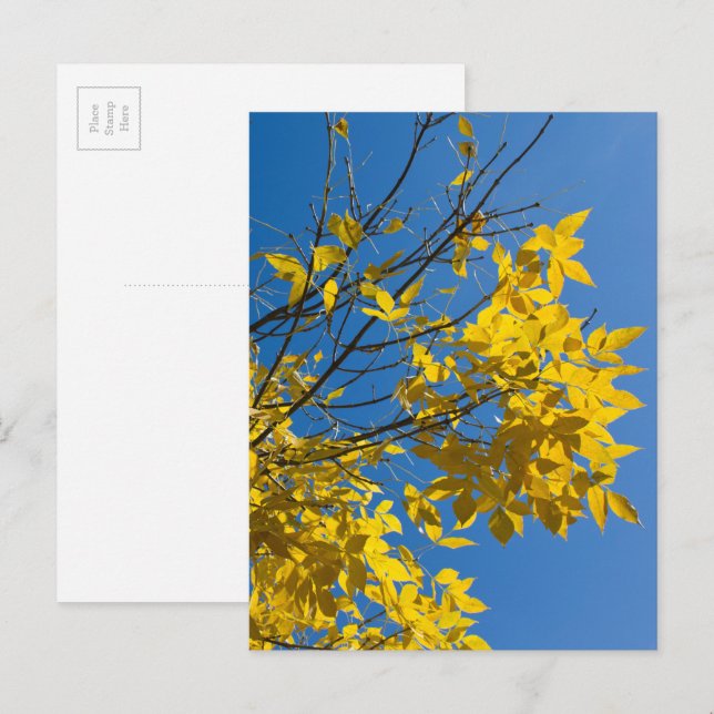 Gelbe Blätter Eschenbaum Herbst Naturfotografie Postkarte (Vorne/Hinten)
