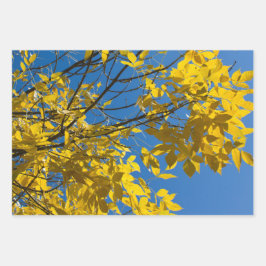 Gelbe Blätter zum Fall Ash Tree Nature Fotografy