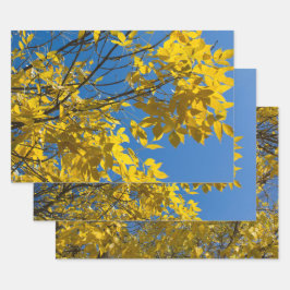Gelbe Blätter zum Fall Ash Tree Nature Fotografy