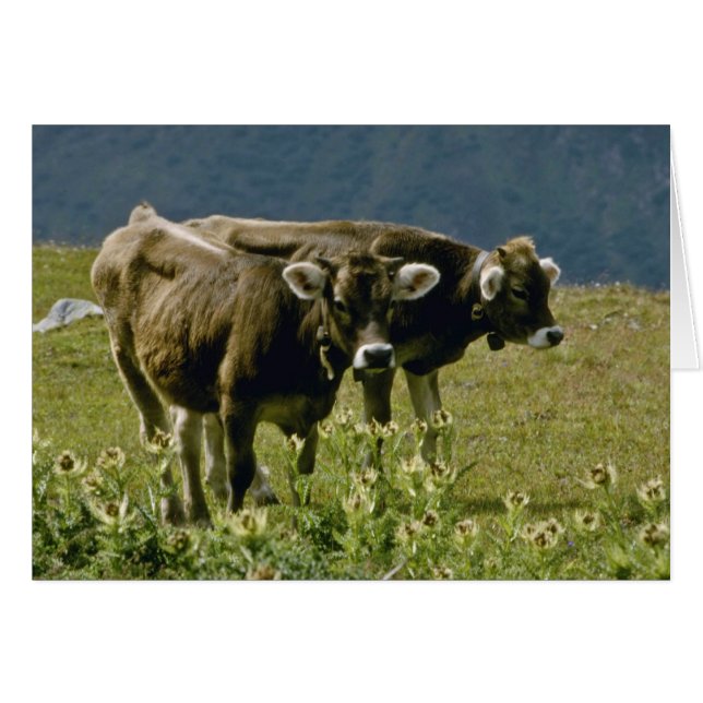 Gelbe Blume (Vorderseite (Horizontal))