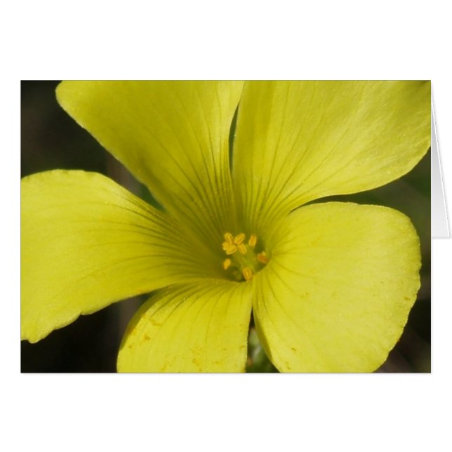 Gelbe Blume (Vorderseite (Horizontal))