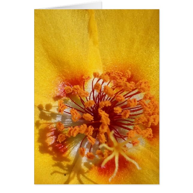 Gelbe Blume (Vorne)