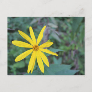 Gelbe Blume #5 Postkarte