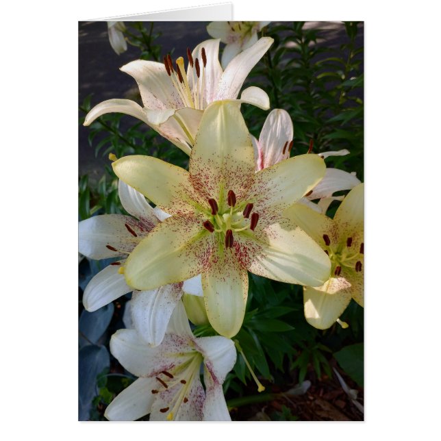 Gelbe Blume-Blankenkarte (Vorne)