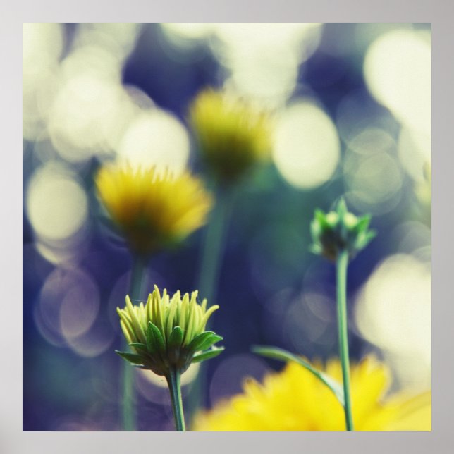 Gelbe Blume Buds in Sunlight Bokeh Poster (Vorne)