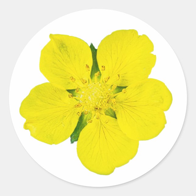 Gelbe Blume - Cutout Macro Foto Sticker (Vorderseite)