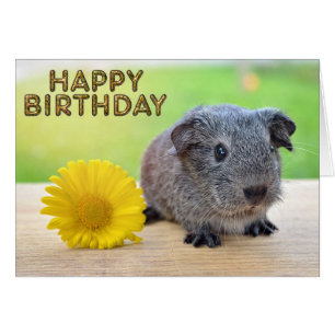 Gelbe Blume des Meerschweinchens