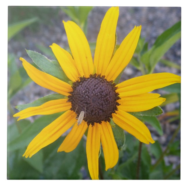 Gelbe Blume Fliese (Vorderseite)