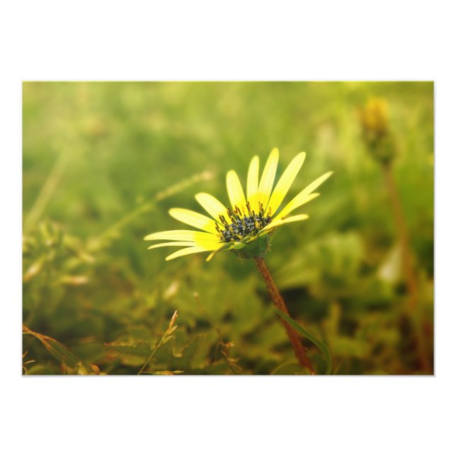 Gelbe Blume Fotodruck (Vorne)