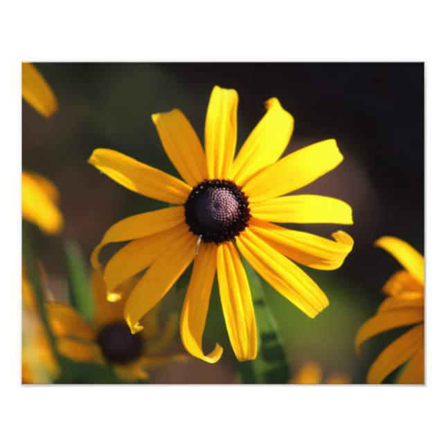 gelbe Blume Fotodruck (Vorne)