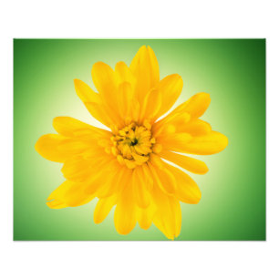 Gelbe Blume Fotodruck