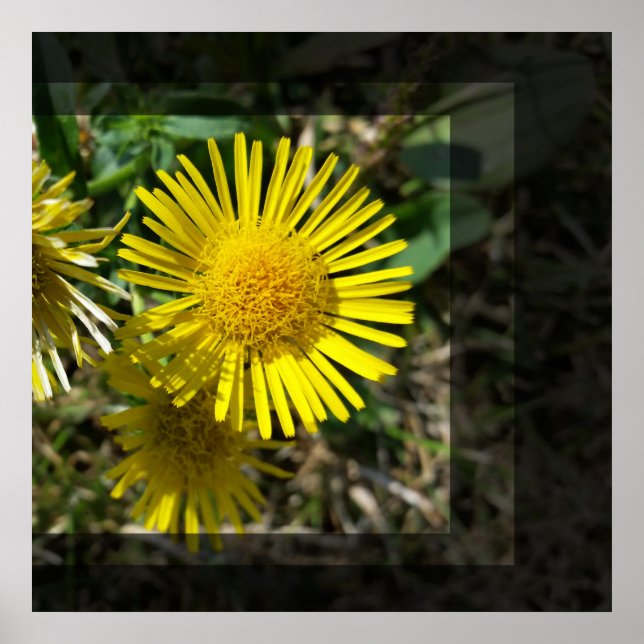 Gelbe Blume hinter Fenstern Poster (Vorne)