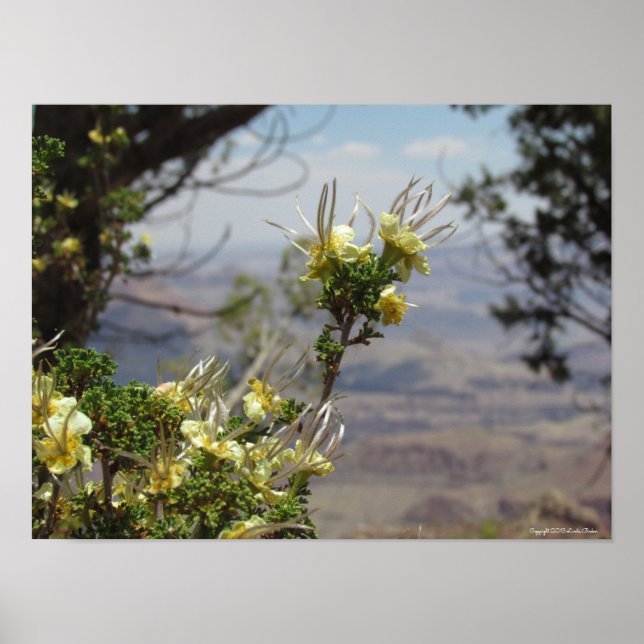 Gelbe Blume im Grand Canyon Poster (Vorne)