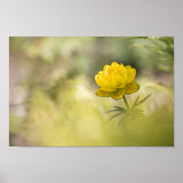 Gelbe Blume Natur Foto Poster (Vorne)