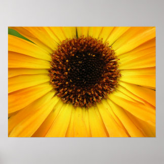 gelbe Blume Poster