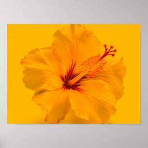 Gelbe Blume Poster