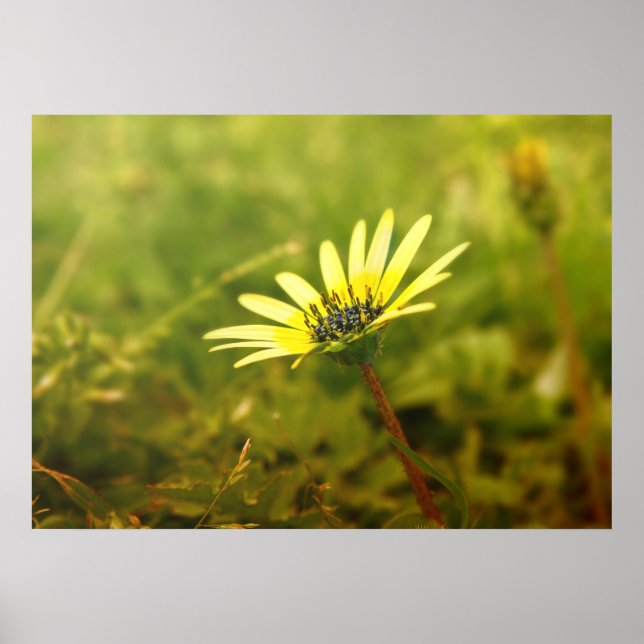 Gelbe Blume Poster (Vorne)