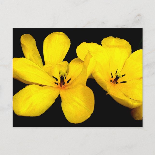 Gelbe Blume Postkarte (Vorderseite)