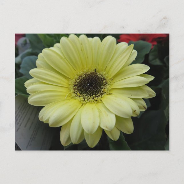 Gelbe Blume Postkarte (Vorderseite)