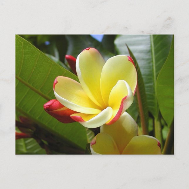 Gelbe Blume Postkarte (Vorderseite)