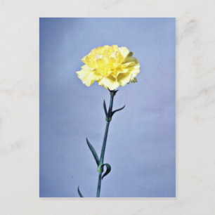 Gelbe Blume Postkarte