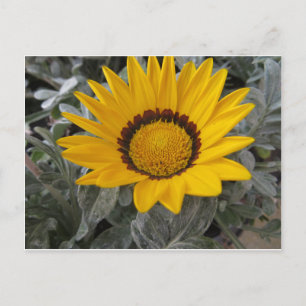 Gelbe Blume Postkarte