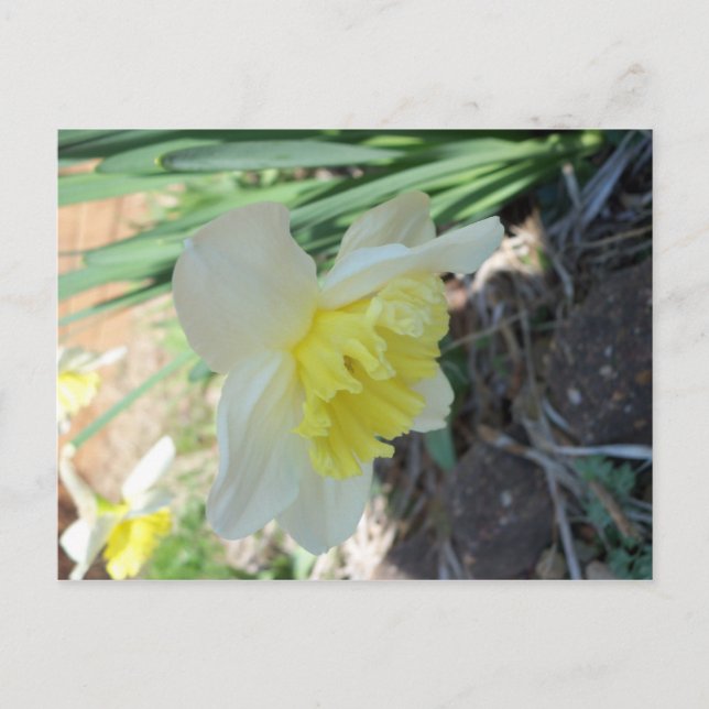 Gelbe Blume Postkarte (Vorderseite)