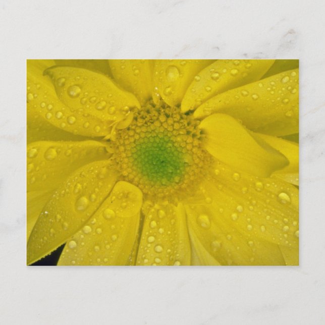Gelbe Blume Postkarte (Vorderseite)