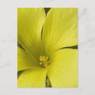 Gelbe Blume Postkarte