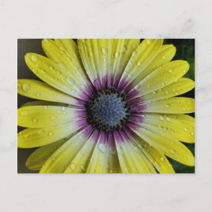 Gelbe Blume Postkarte