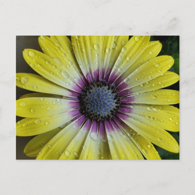 Gelbe Blume Postkarte (Vorderseite)