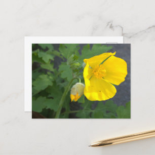Gelbe Blume Postkarte
