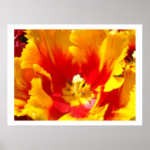 Gelbe Blume Rote Tulip Bläserne Kunstdrucke Poster