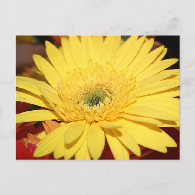 Gelbe Blume Sonnenblume Postkarte (Vorderseite)