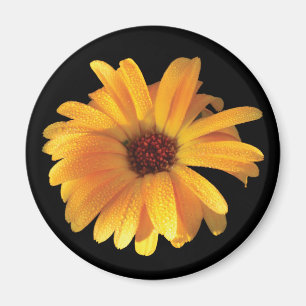 Gelbe Blume u. Tau Magnet