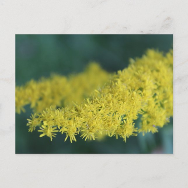 Gelbe Blumen #13 Postkarte (Vorderseite)