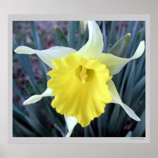 Gelbe Blumen Daffodien Dickdarm Blume Foto Poster (Vorne)