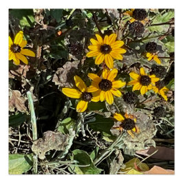 Gelbe Blumen der Gruppe Glossy Poster