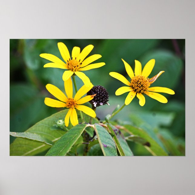 Gelbe Blumen Foto Poster (Vorne)