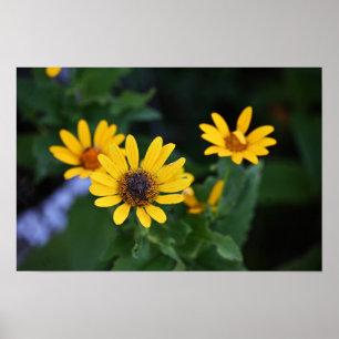 Gelbe Blumen Foto Poster