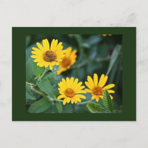 Gelbe Blumen Foto Postkarte