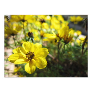 Gelbe Blumen Fotodruck