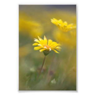 Gelbe Blumen Fotodruck
