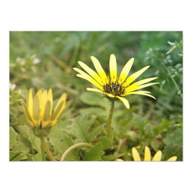 Gelbe Blumen Fotodruck (Vorne)