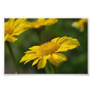 Gelbe Blumen Fotodruck