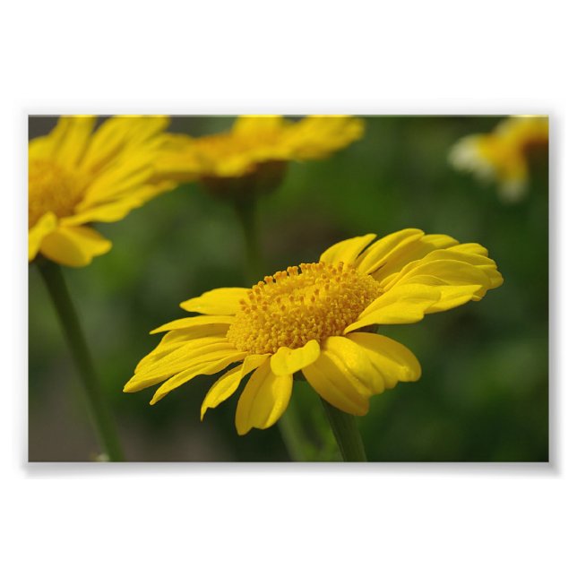 Gelbe Blumen Fotodruck (Vorne)