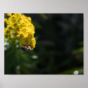 Gelbe Blumen Hummeln Natur Fotografie Poster